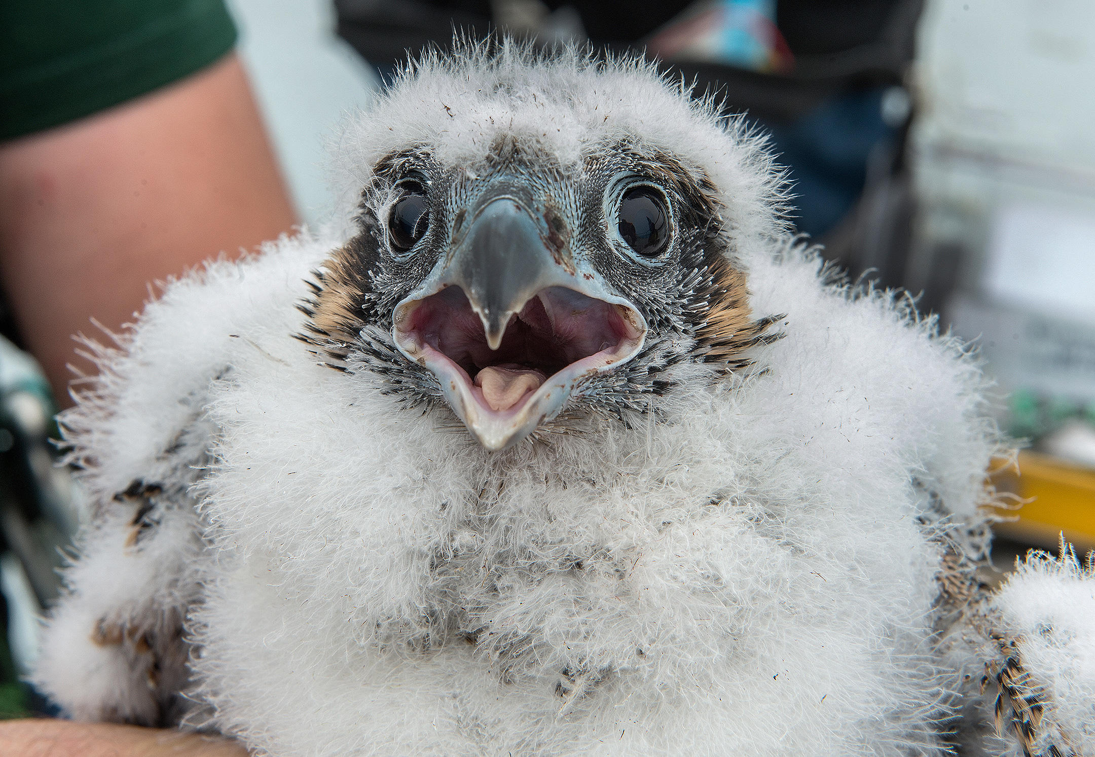 Peregrine Falcon Nesting Season Begins